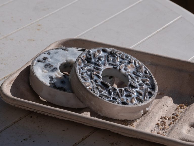 Why Birds Are Not Eating Your Suet (And How To Fix This)