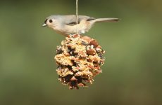 Birds That Eat Suet (What, How, 39 Species ID Guide)