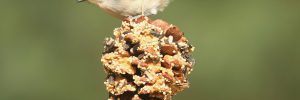 Birds That Eat Suet (What, How, 39 Species ID Guide)