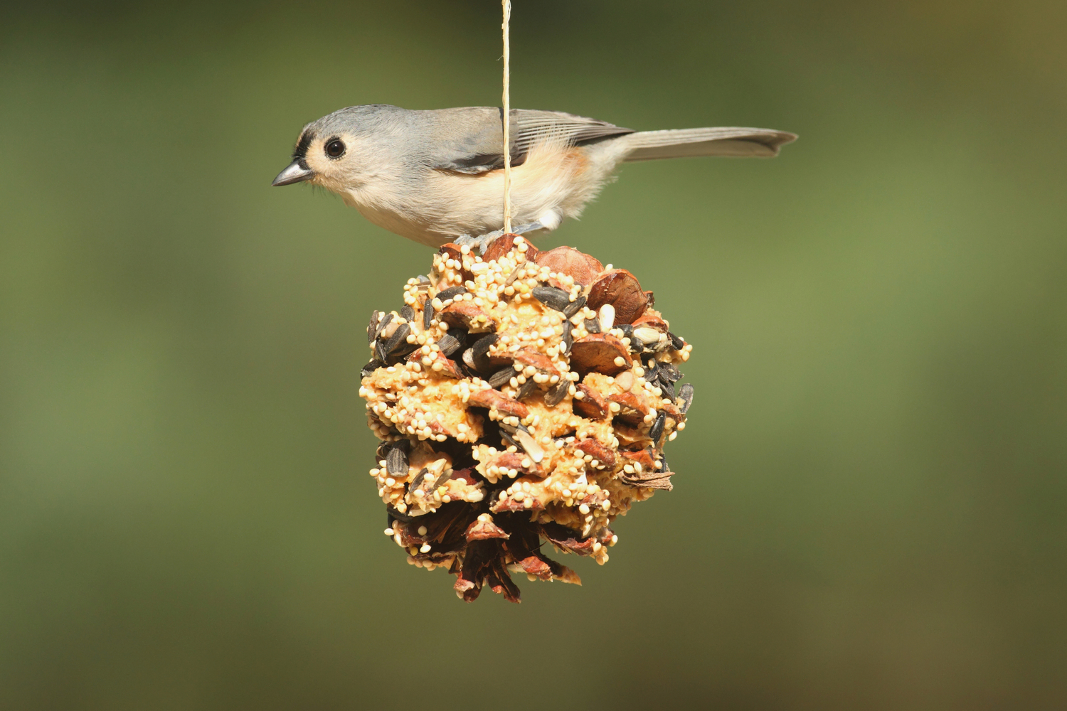 Suet pine cone feeder