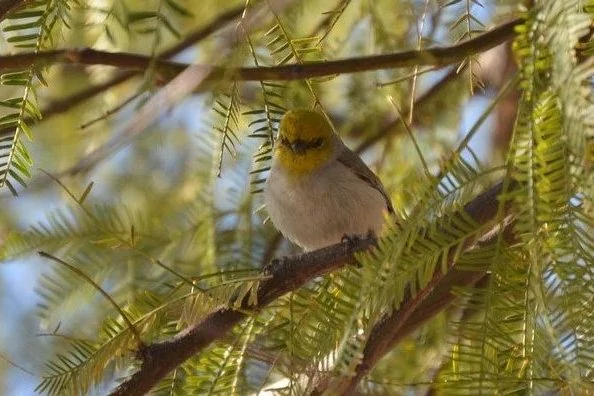 verdin