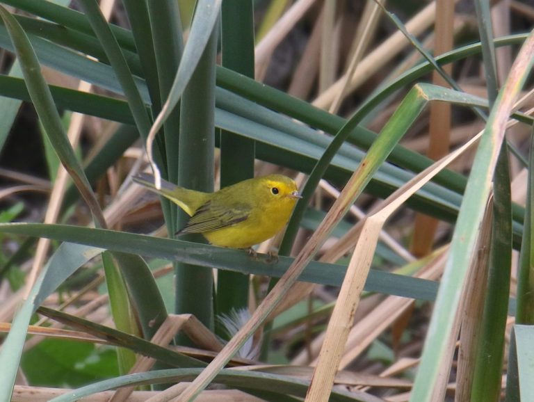 36 Species Of Warblers In Ohio (ID, Song, Season Guide)