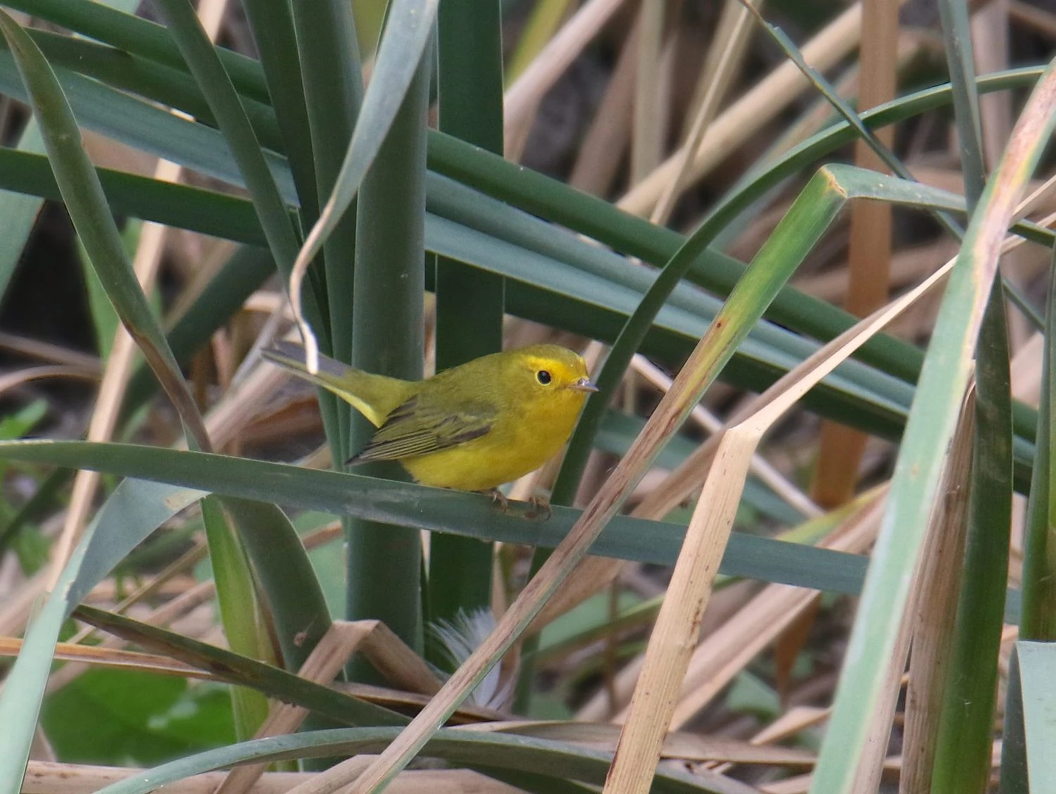 Wilson Warbler female