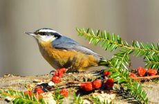 25 Winter Birds Manitoba (Out Birding)