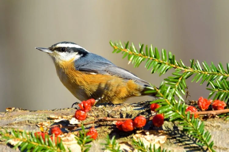 red-breasted-nuthatch