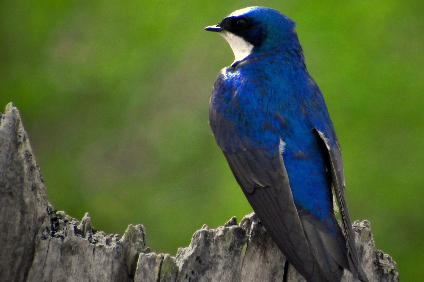 tree swallow