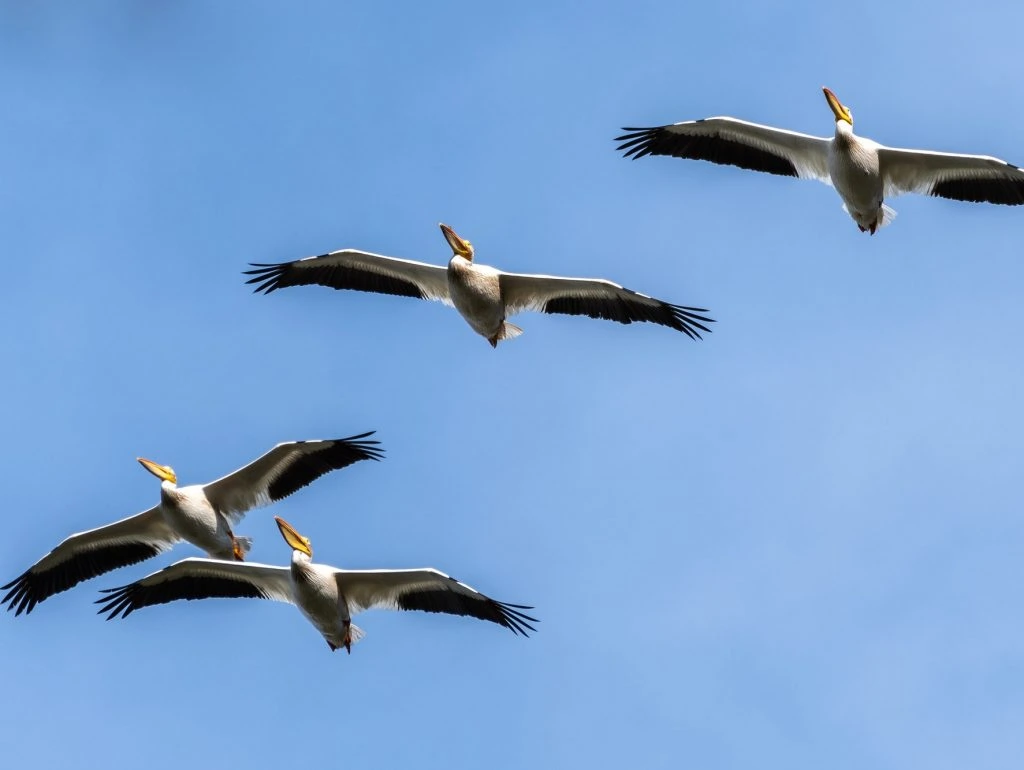 American White Pelicans flying (Pelecanus erythrorhynchos)