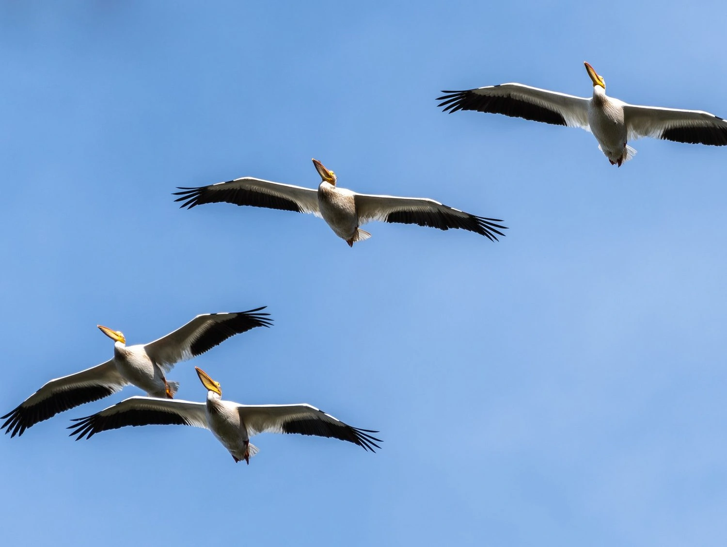 American White Pelicans flying (Pelecanus erythrorhynchos)
