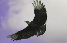 Vultures in New Brunswick (All You Need To Know)