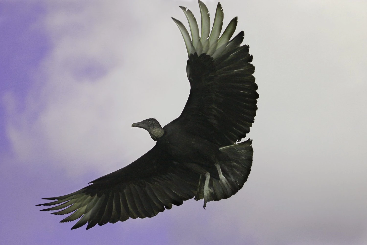 Black Vulture (Coragyps atratus)