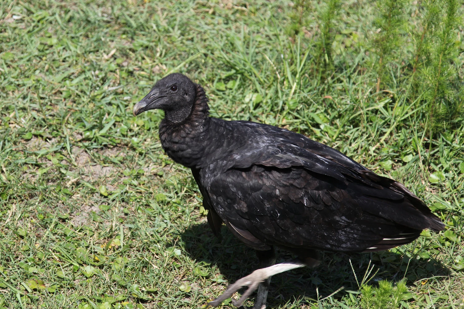 American black vulture