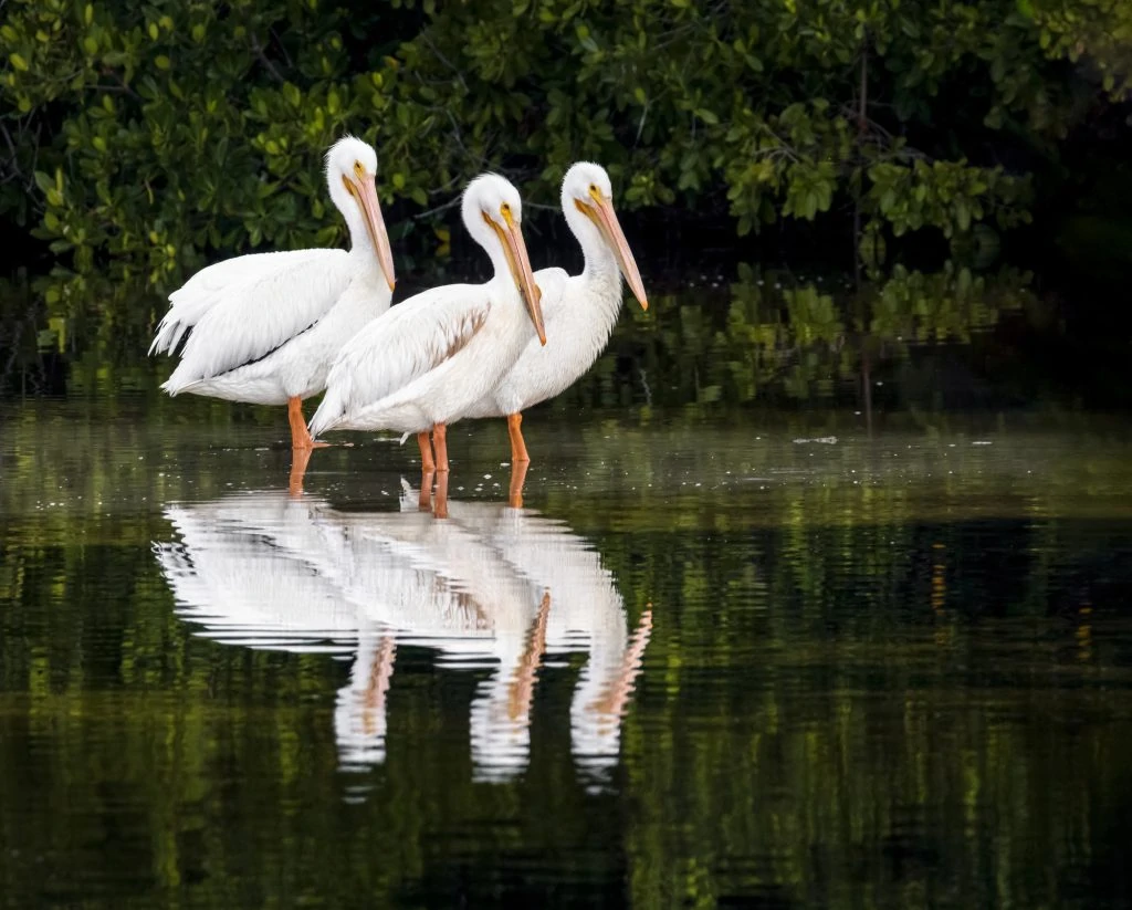 American White Pelican