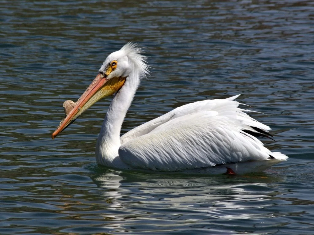 American white pelican breeding