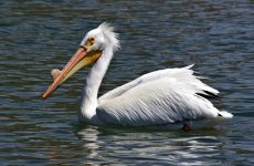 14 White Birds In Oklahoma (ID, Photo, Call Guide)