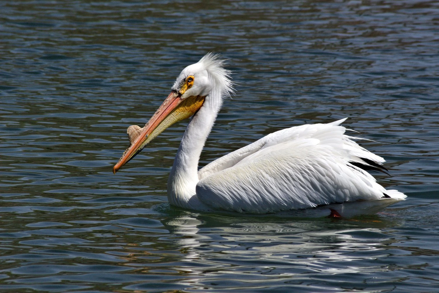 American white pelican breeding