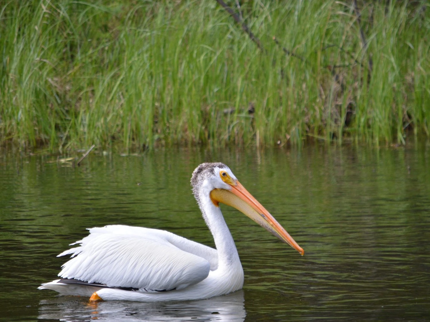 American White Pelican eclipse