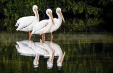 Pelicans In Alabama (All You Need To Know)
