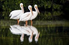 19 Largest Birds In Iowa (By Weight, Length, Wingspan)