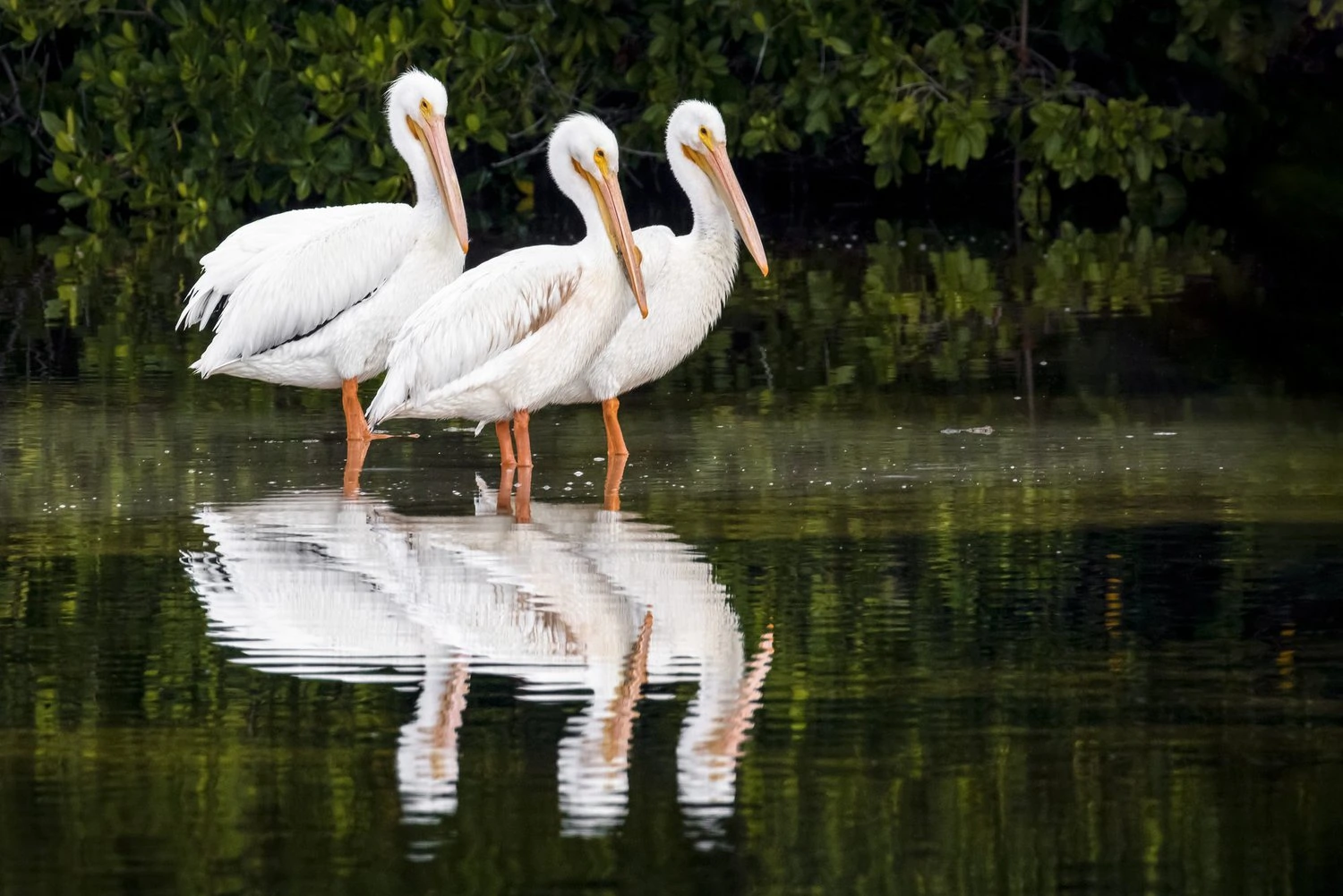 American White Pelican