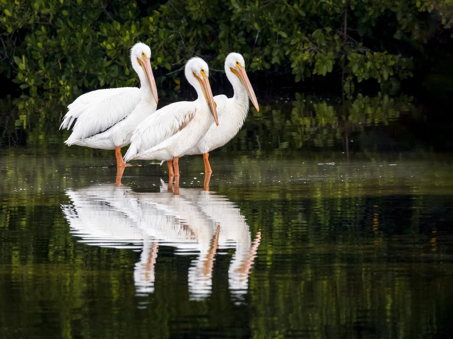 American White Pelican