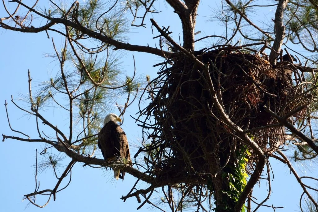 Bald Eagle nest