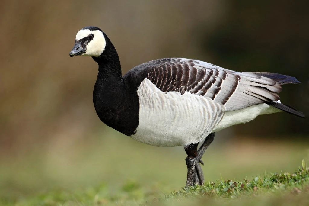 Barnacle Goose, Branta leucopsis,