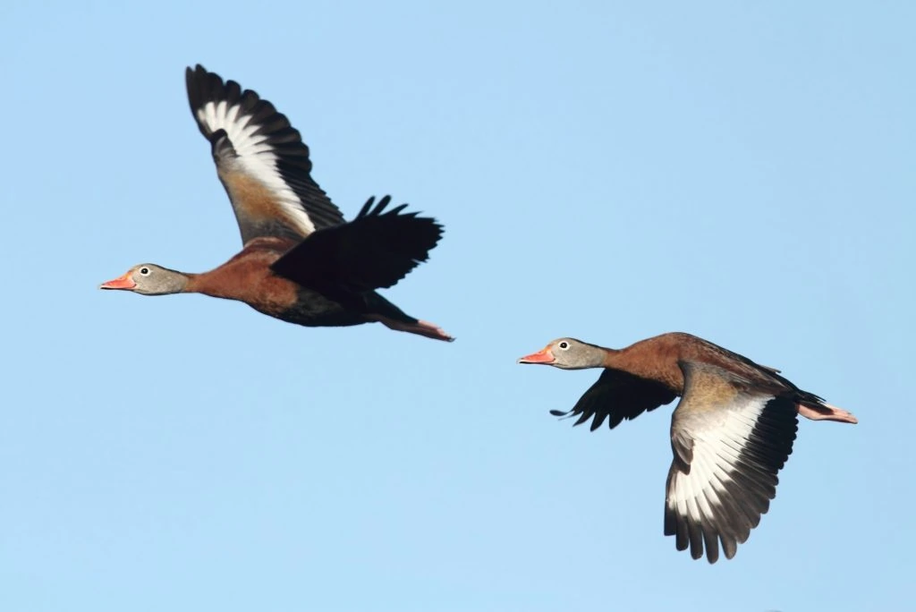 Black-bellied Whistling-ducks flying