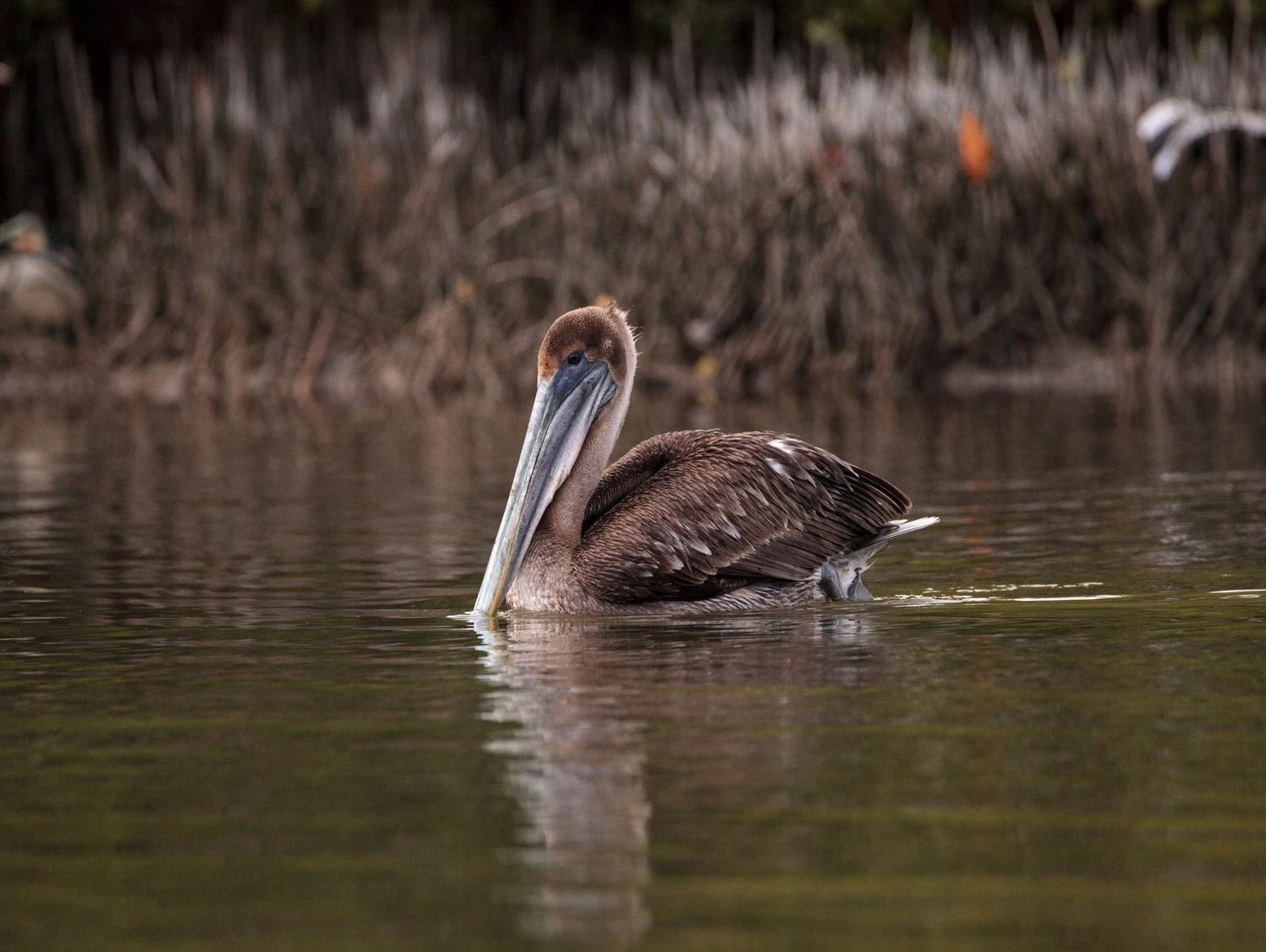 female brown pelican Pelecanus occidentalis