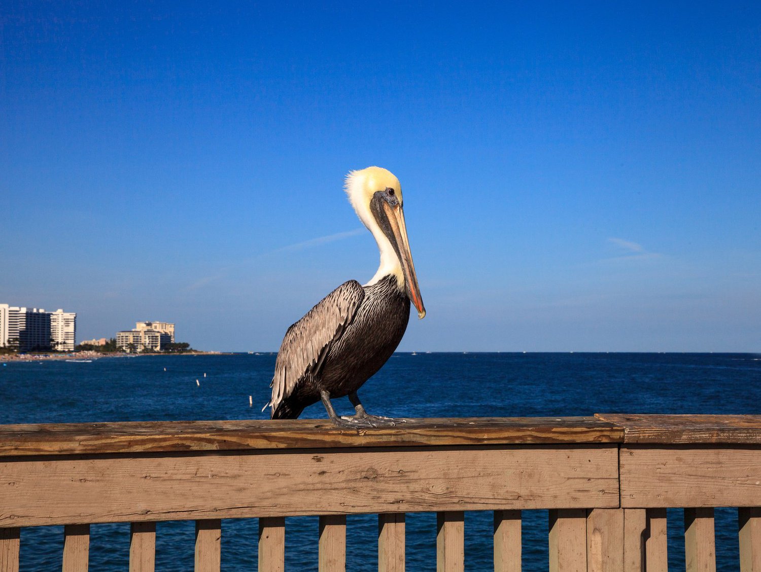 Male Brown Pelican Pelecanus occidentalis