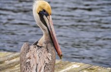 20 Largest Birds In South Carolina (By Weight, Length, Wingspan)