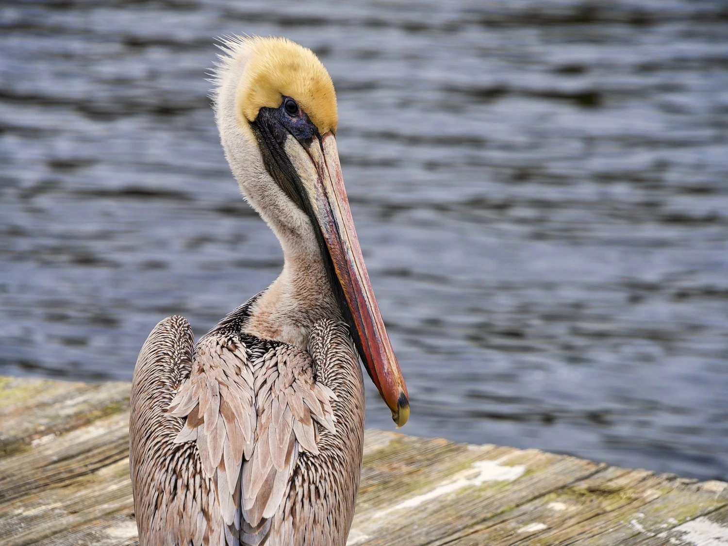 Brown Pelican Bird Atlantic