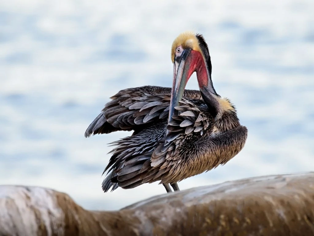All about pelicans sale