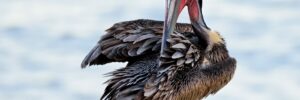 23 Largest Birds In Delaware (By Weight, Length, Wingspan)