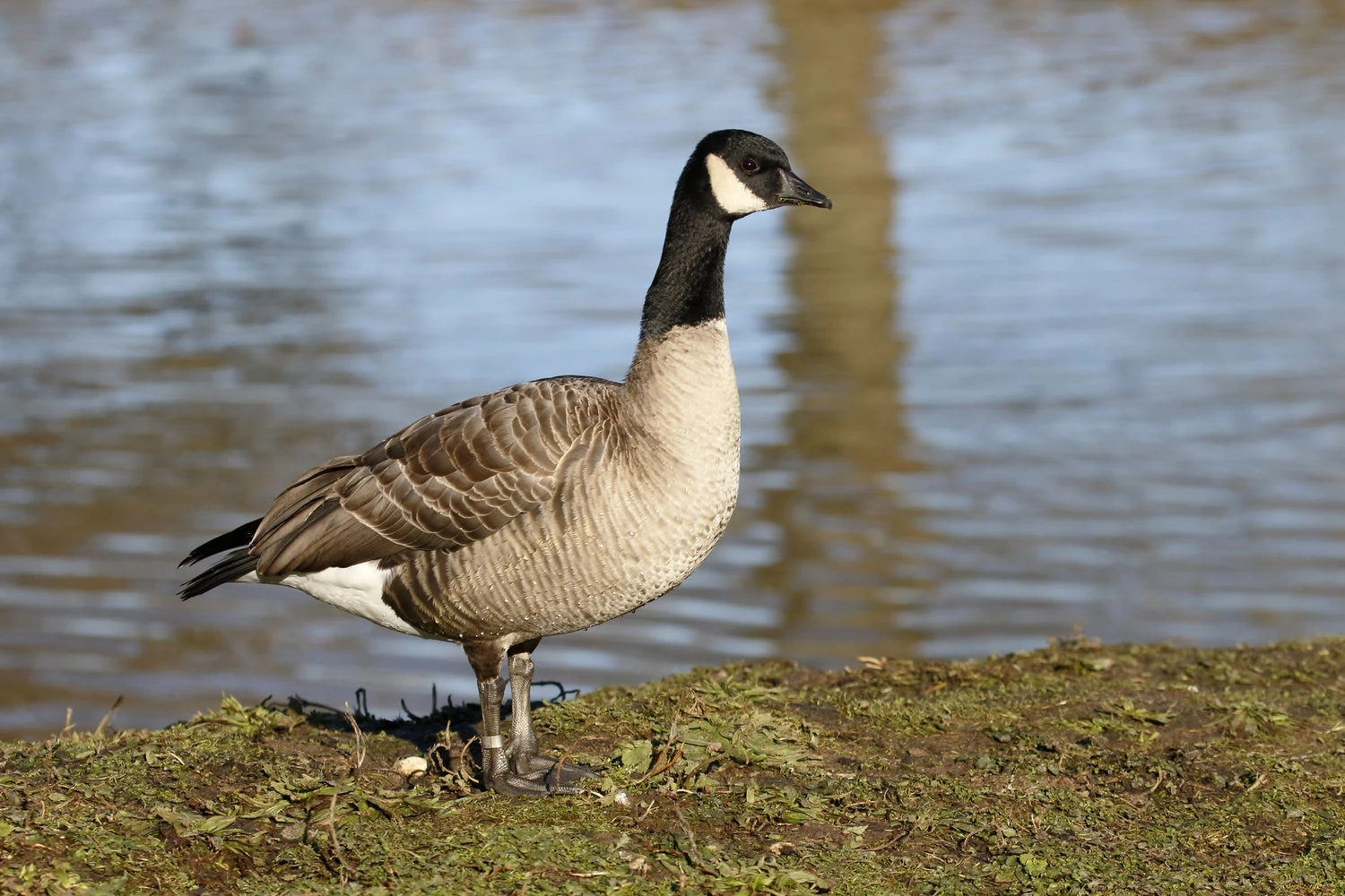 Cackling Goose