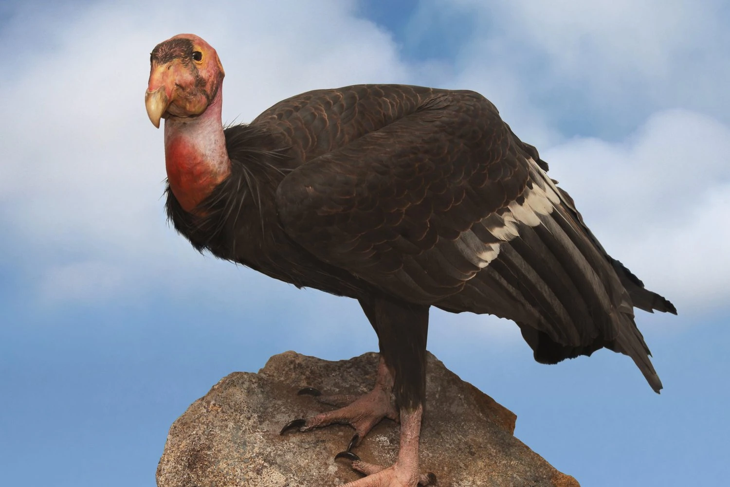 California condor