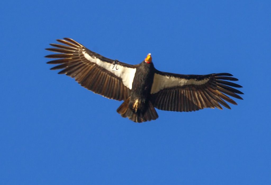 California Condor flying