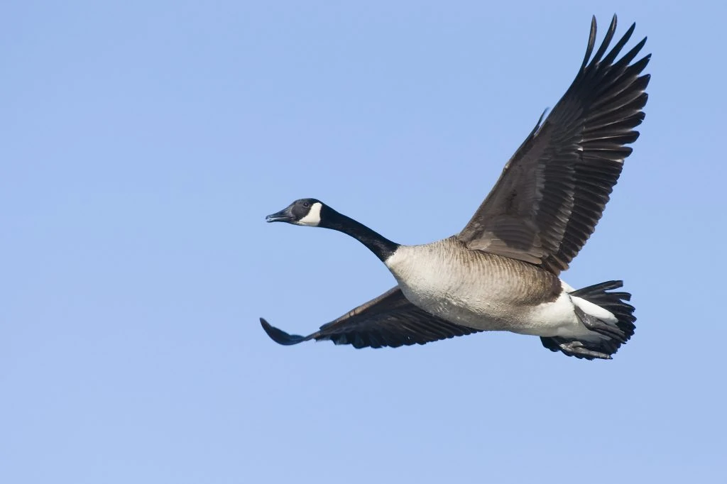 Canadian Goose