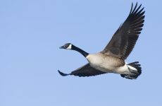 Large Birds In North Carolina (By Weight, Length, Wingspan)