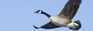 Large Birds In North Carolina (By Weight, Length, Wingspan)