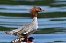 All Diving Ducks In North America (ID, Photos, Calls)