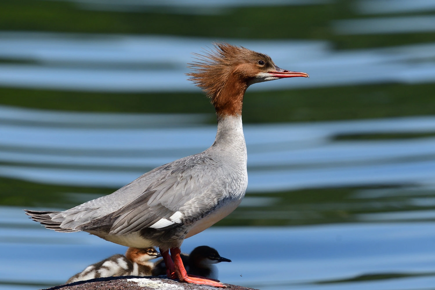 Common merganser (Mergus merganser)