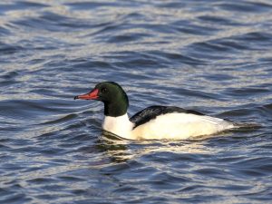 25 Common Winter Birds Wisconsin (Out Birding)