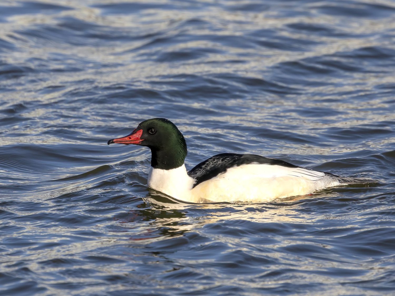 Common Merganser male