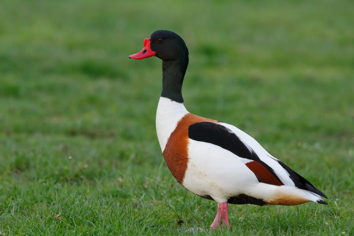 Common Shelduck