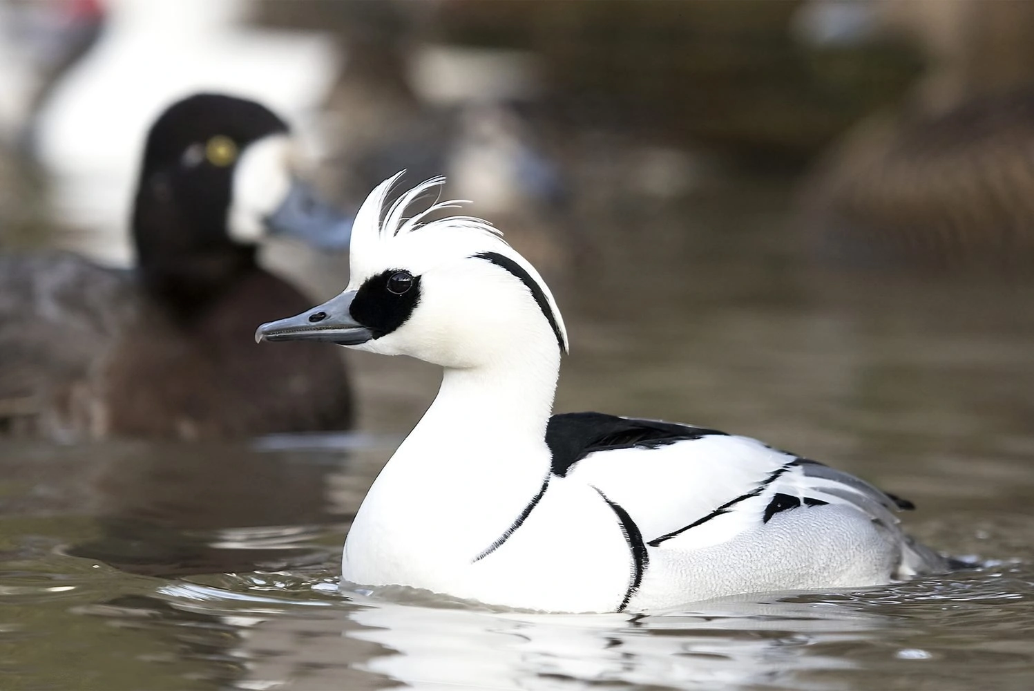 Smew