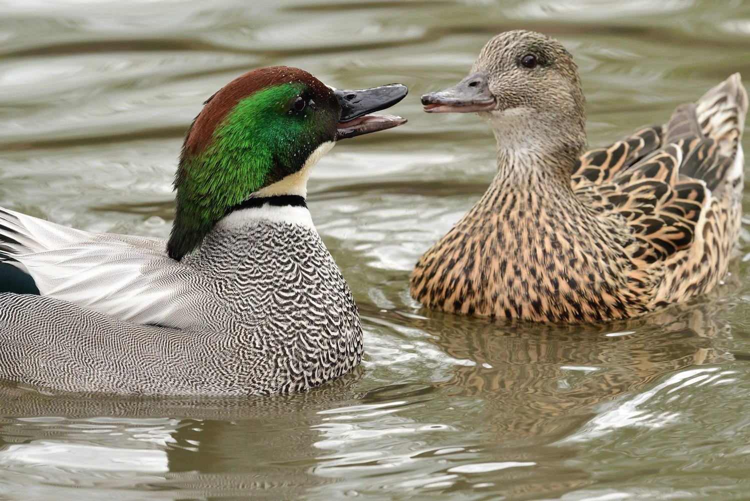 Falcated duck (mareca falcata)