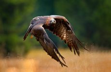 17 Largest Birds In New Brunswick (By Weight, Length, Wingspan)