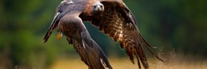 All The Birds Of Prey In Arizona And Their Calls