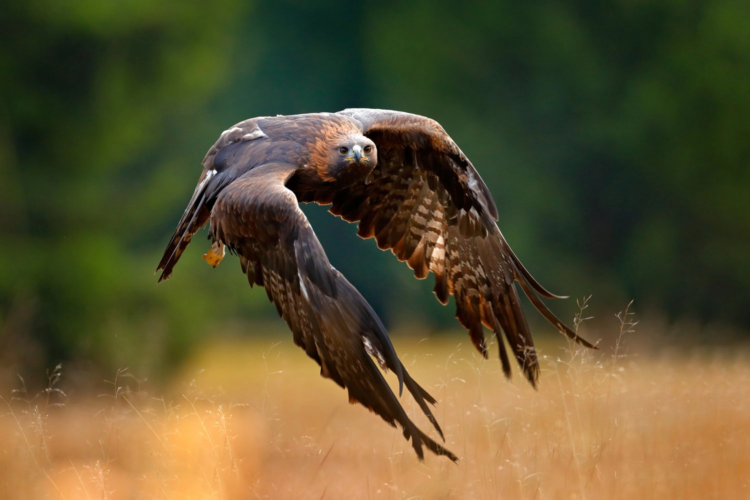 Golden eagle