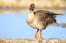 Greater White-fronted Goose